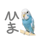 はむちゃん(インコ)（個別スタンプ：7）