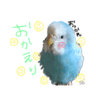 はむちゃん(インコ)（個別スタンプ：8）