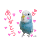 はむちゃん(インコ)（個別スタンプ：9）