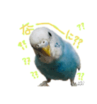 はむちゃん(インコ)（個別スタンプ：10）