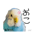 はむちゃん(インコ)（個別スタンプ：12）