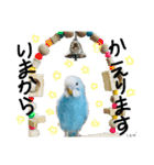 はむちゃん(インコ)（個別スタンプ：15）