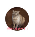 仲良しの可愛い2匹の猫。モコとチョコです！（個別スタンプ：4）