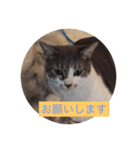 仲良しの可愛い2匹の猫。モコとチョコです！（個別スタンプ：18）