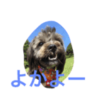 愛犬長崎弁バージョン（個別スタンプ：4）