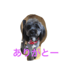 愛犬長崎弁バージョン（個別スタンプ：5）