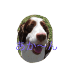 english- spriger- spaniel（個別スタンプ：9）