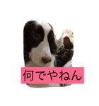 english- spriger- spaniel（個別スタンプ：12）