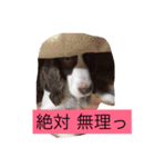 english- spriger- spaniel（個別スタンプ：13）