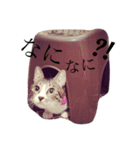 キジ猫のこうめさん（個別スタンプ：6）