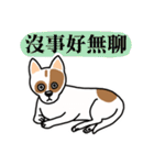 A dog with a big point on her butt（個別スタンプ：13）