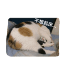 cat's living life（個別スタンプ：1）