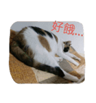 cat's living life（個別スタンプ：2）