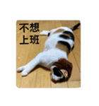 cat's living life（個別スタンプ：8）