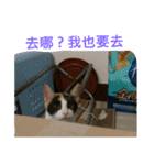 cat's living life（個別スタンプ：17）