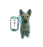 crazy kiwi dog（個別スタンプ：2）