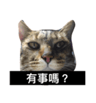 Cats emotion pack（個別スタンプ：1）