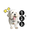 99Dog daily（個別スタンプ：2）