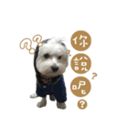 99Dog daily（個別スタンプ：6）