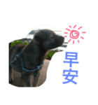 QDD - Puppy（個別スタンプ：2）