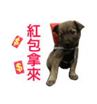 QDD - Puppy（個別スタンプ：7）