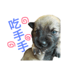 QDD - Puppy（個別スタンプ：11）