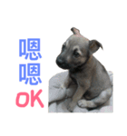 QDD - Puppy（個別スタンプ：12）