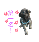 QDD - Puppy（個別スタンプ：15）