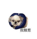 titi＆coco（個別スタンプ：6）