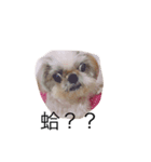 titi＆coco（個別スタンプ：8）