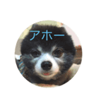 ポメラニアンライムくん（個別スタンプ：2）