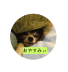 ポメラニアンライムくん（個別スタンプ：4）
