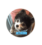 ポメラニアンライムくん（個別スタンプ：7）