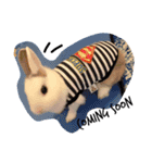 rabbit (milk tea)（個別スタンプ：1）