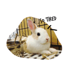 rabbit (milk tea)（個別スタンプ：3）
