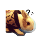 rabbit (milk tea)（個別スタンプ：6）