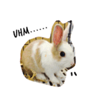 rabbit (milk tea)（個別スタンプ：7）