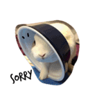 rabbit (milk tea)（個別スタンプ：9）