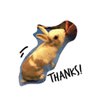 rabbit (milk tea)（個別スタンプ：10）
