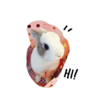 rabbit (milk tea)（個別スタンプ：11）