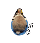 rabbit (milk tea)（個別スタンプ：13）