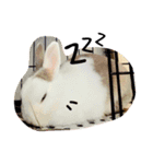 rabbit (milk tea)（個別スタンプ：15）