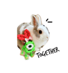 rabbit (milk tea)（個別スタンプ：16）