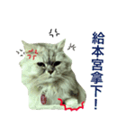 Vanessa's Cats（個別スタンプ：1）