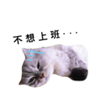 Vanessa's Cats（個別スタンプ：2）