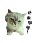 Vanessa's Cats（個別スタンプ：4）