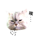 Vanessa's Cats（個別スタンプ：5）