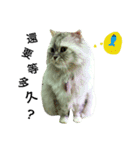 Vanessa's Cats（個別スタンプ：6）