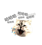 Vanessa's Cats（個別スタンプ：8）