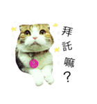 Vanessa's Cats（個別スタンプ：9）